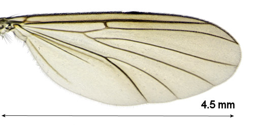 Exechiopsis fimbriata wing