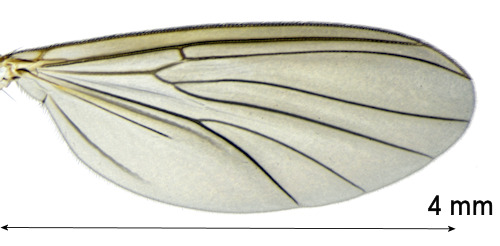 Exechiopsis indecisa wing