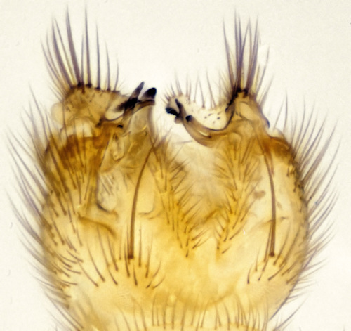 Exechiopsis intersecta dorsal