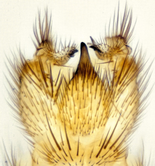 Exechiopsis intersecta ventral