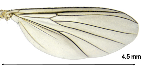 Exechiopsis intersecta wing
