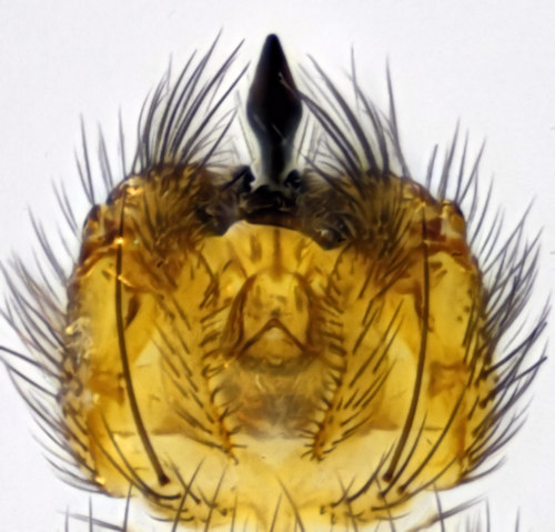 Exechiopsis sagittata dorsal