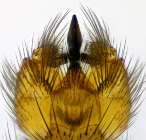 Exechiopsis sagittata ventral
