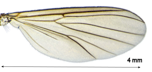 Exechiopsis sagittata wing