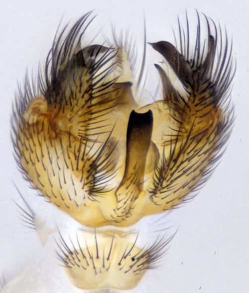 Exechiopsis subulata ventral