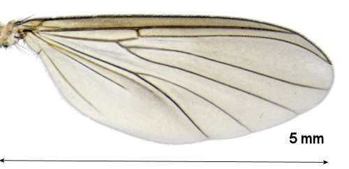 Exechiopsis subulata wing