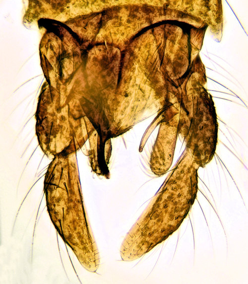 Glyptotendipes cauliginellus dorsal