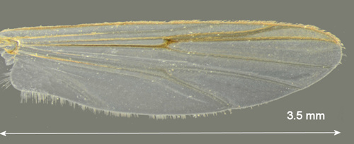 Glyptotendipes cauliginellus wing