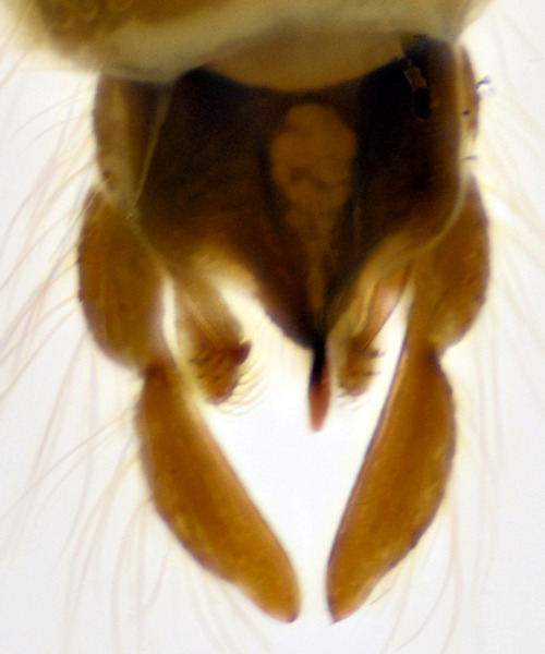 Glyptotendipes pallens dorsal
