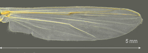 Glyptotendipes pallens wing