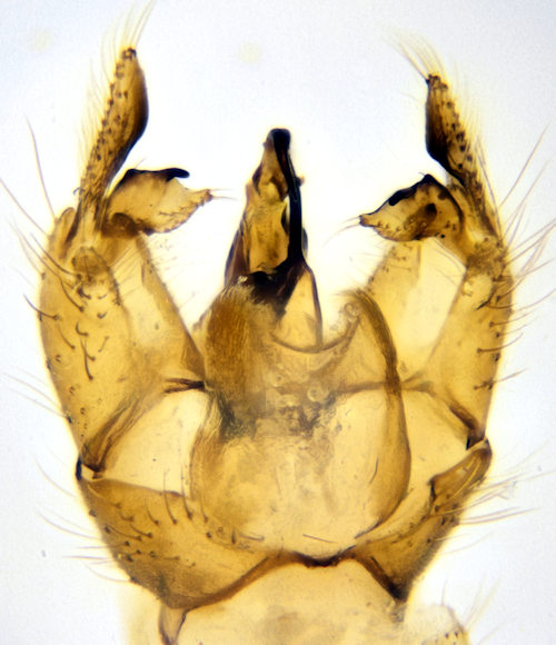 Gonomyia simplex dorsal