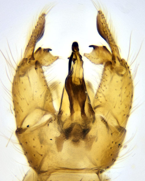 Gonomyia simplex ventral
