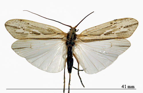 Grammotaulius signatipennis