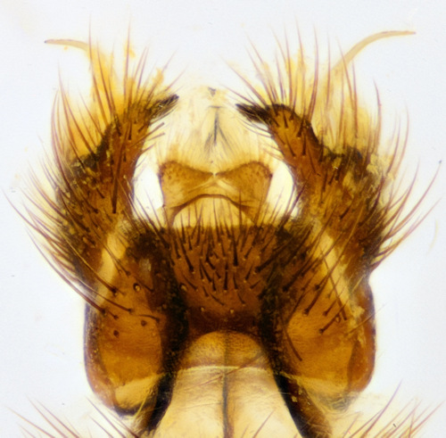 Grzegorzekia collaris dorsal