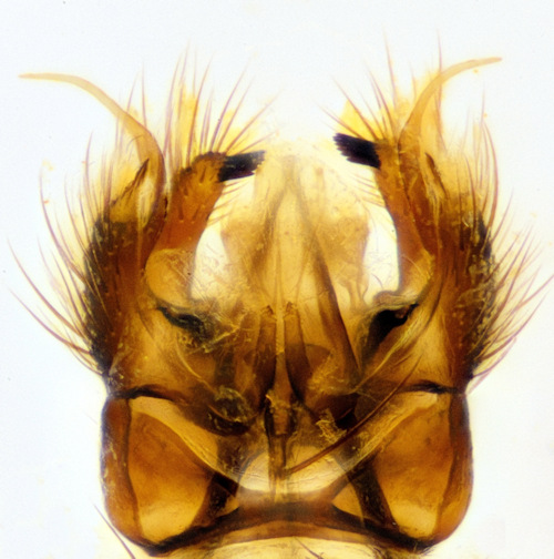 Grzegorzekia collaris ventral