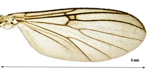 Grzegorzekia collaris wing
