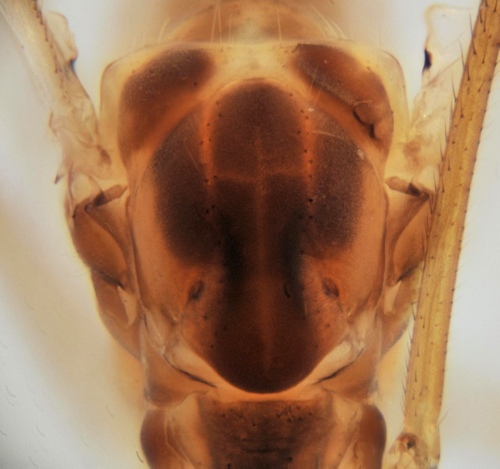 Helius longirostris thorax