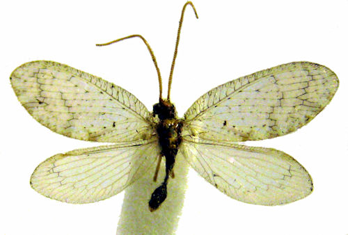 Hemerobius lutescens