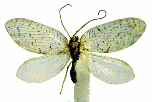 Hemerobius marginatus