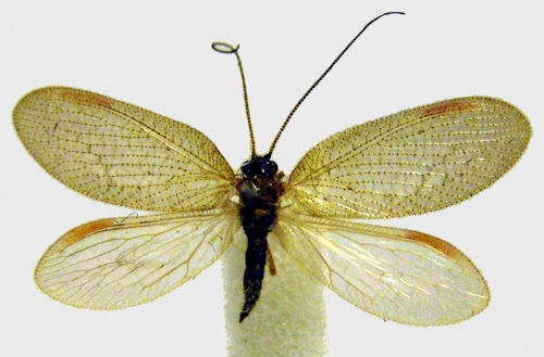 Hemerobius nitidulus