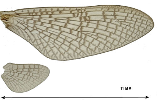 Heptagenia dalecarlica female wing