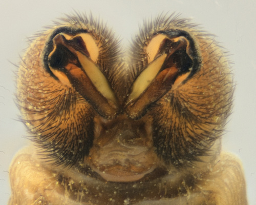 Hexatoma fuscipennis male dorsal
