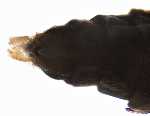 Holocentropus insignis female ventral