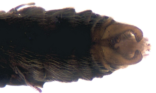 Holocentropus insignis male ventral