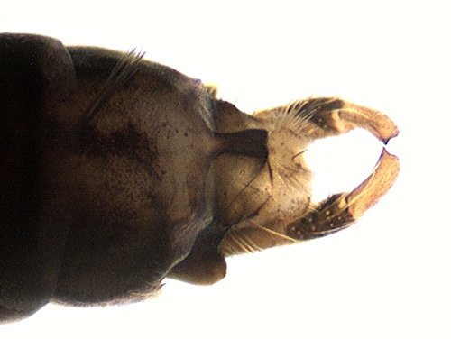 Hydropsyche angustipennis male dorsal
