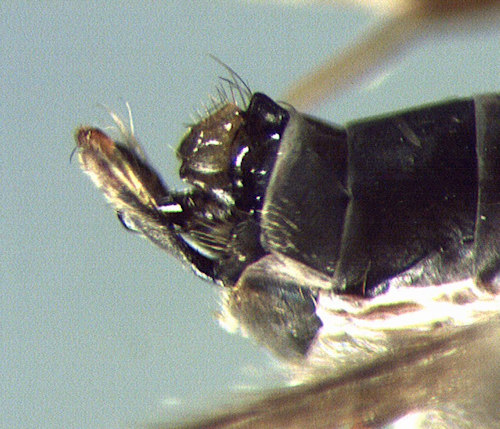 Hydropsyche angustipennis male lateral