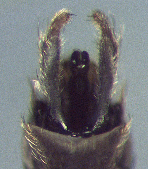 Hydropsyche angustipennis male ventral