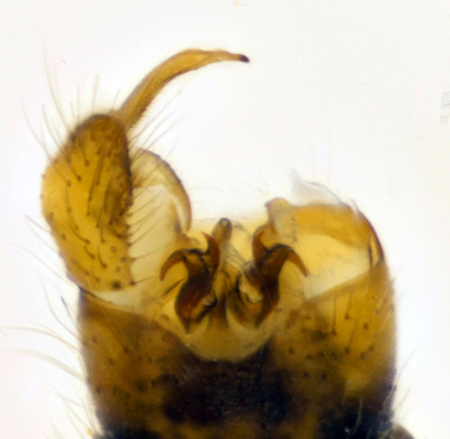 Idioptera pulchellai dorsal