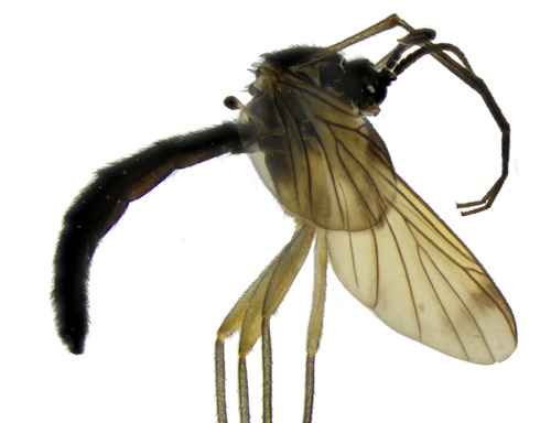 Isoneuromyia semirufa