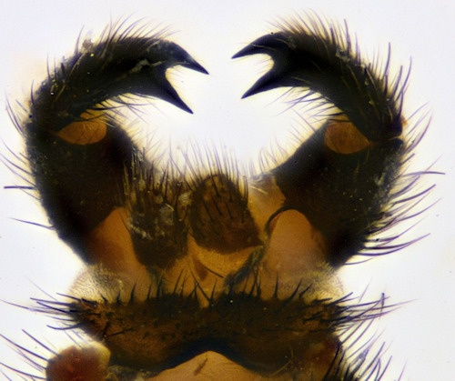 Isoneuromyia semirufa dorsal