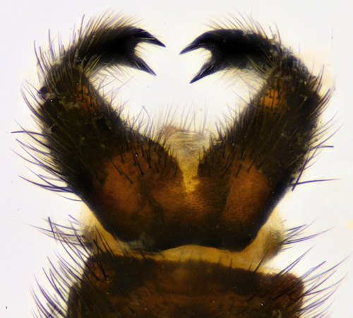 Isoneuromyia semirufa ventral