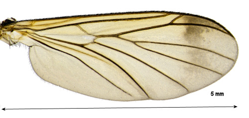 Isoneuromyia semirufa wing