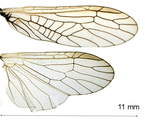 Isoperla difformis female wing