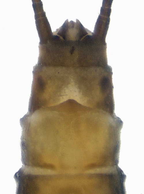 Isoperla obscura female ventral