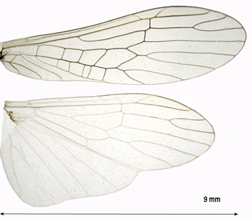 Isoperla obscura wing