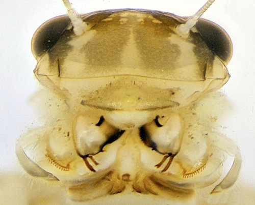 Kageronia fuscogrisea head