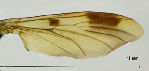 Keroplatus tipuloides wing