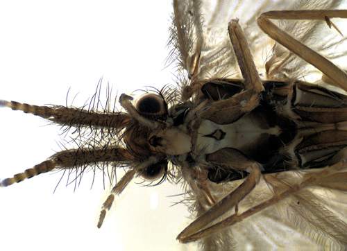 Lepidostoma hirtum female ventral
