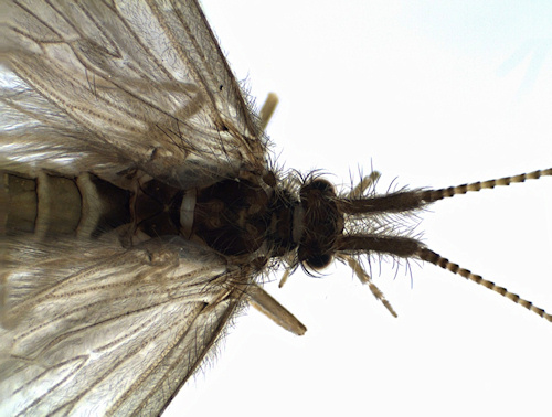 Lepidostoma hirtum female dorsal