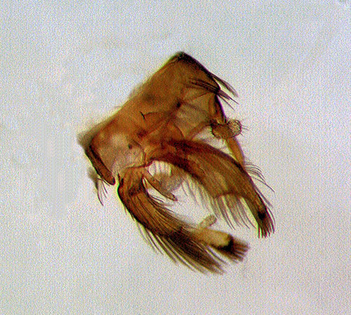Lepidostoma hirtum male lateral