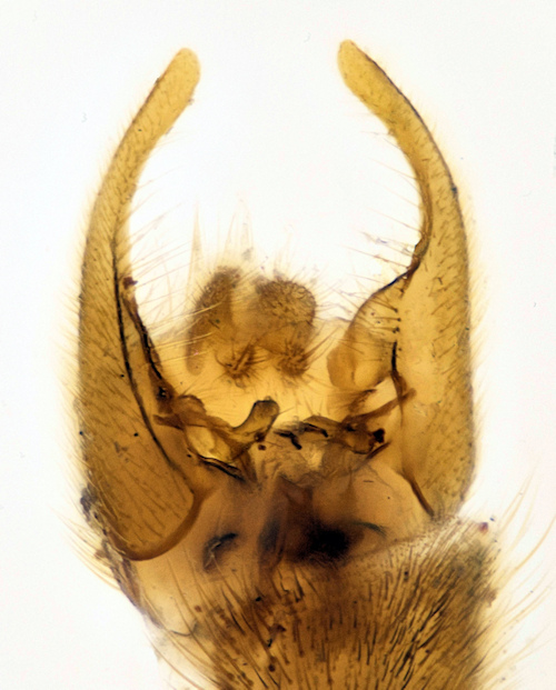 Leptomorphus forcipatus ventral