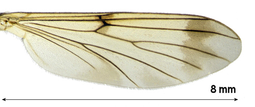 Leptomorphus forcipatus wing