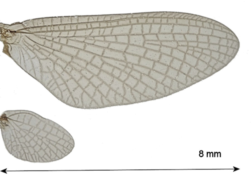 Leptophlebia marginata wing