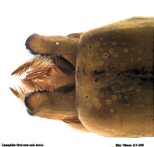 Limnephilus flavicornis male dorsal