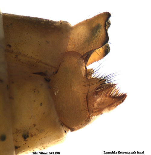 Limnephilus flavixornis male lateral