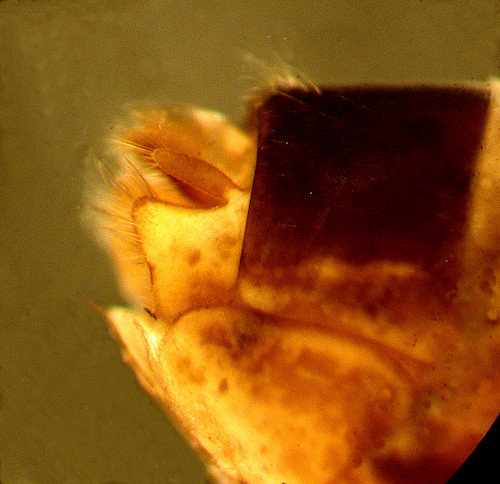 limnephilus griseus female lateral